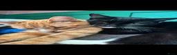 Mixed Breed cats for sale: 2 cats for sale  in Liverpool - Advert 8