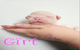 Mixed Breed dogs for sale: Last Beautiful Pink Frenchton Boy Pup Available  - Image 23