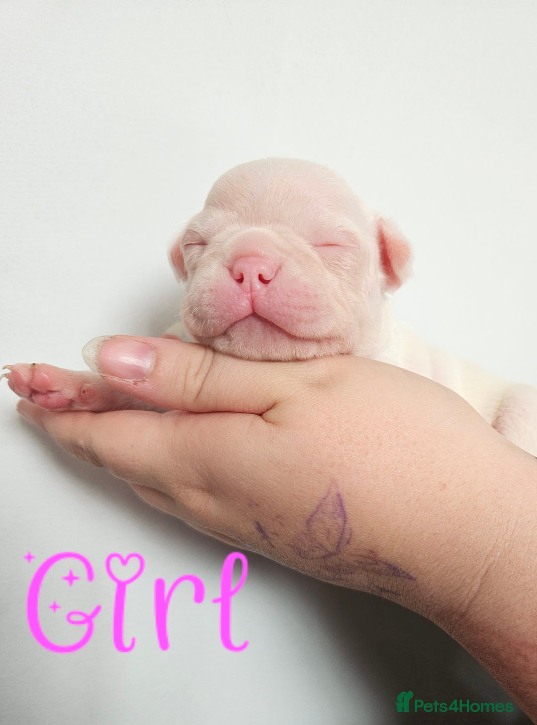 Mixed Breed dogs for sale: Last Beautiful Pink Frenchton Boy Pup Available  - Image 23