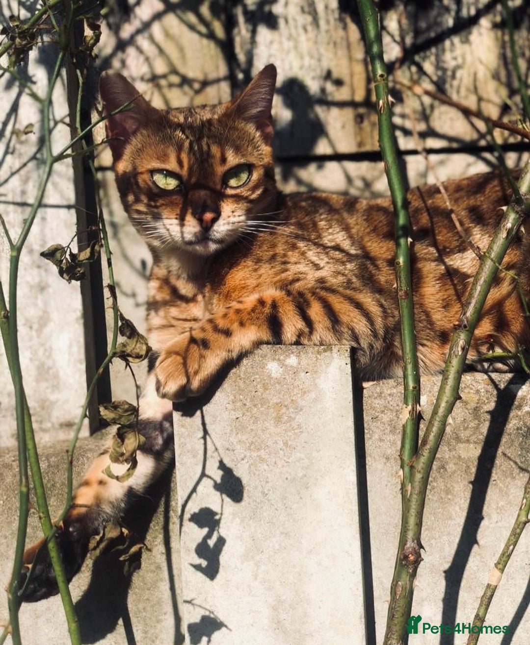 Bengal cats for sale: 🐆✨ GLITTER TICA 6TH GENERATION BENGAL KITTENS🐆✨ - Advert 2