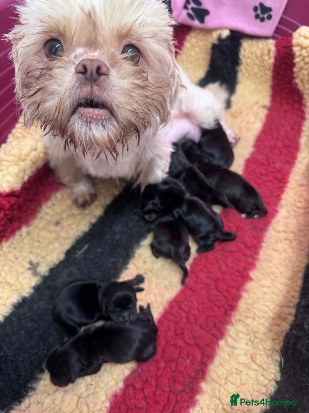 Mixed Breed dogs for sale: Schweenies  - Advert 3