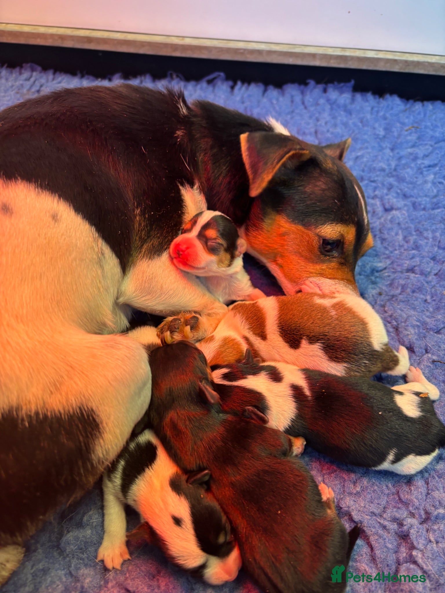 Jack Russell dogs True miniature Jack Russell’s  - Advert 2