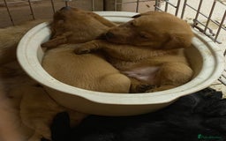 Labrador Retriever dogs for sale: Kc reg Labrador puppies injections flea worm chip - Image 8