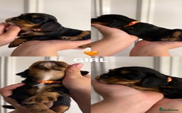 Cavalier King Charles Spaniel dogs for sale: KC REGISTERED GORGEOUS BLACK & TAN PUPPYS  - Image 9