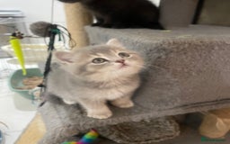 British Shorthair cats for sale: Fabulous, playful and healthy BSH kittens, rare - Image 13