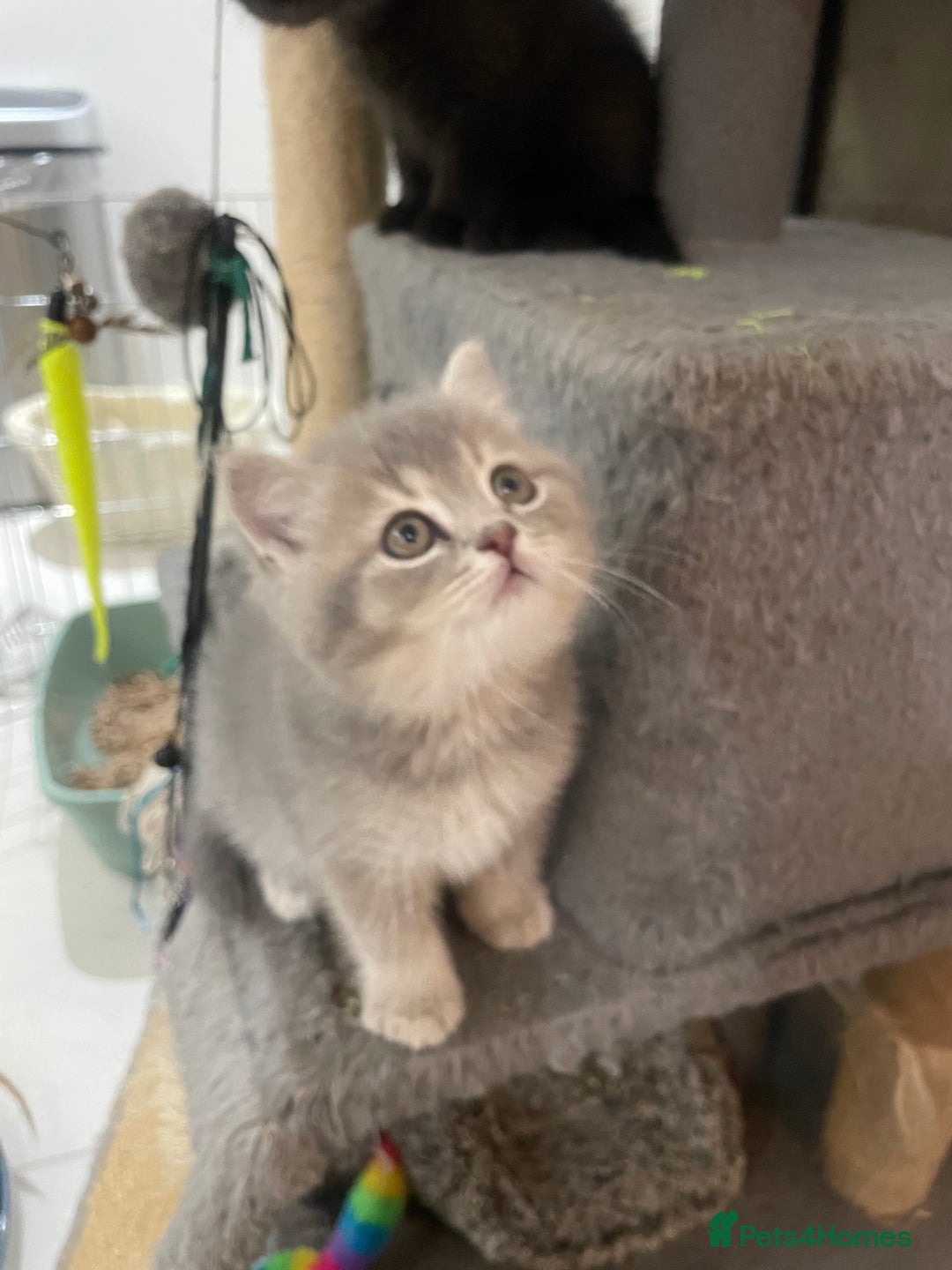 British Shorthair cats for sale: Fabulous, playful and healthy BSH kittens, rare - Image 13