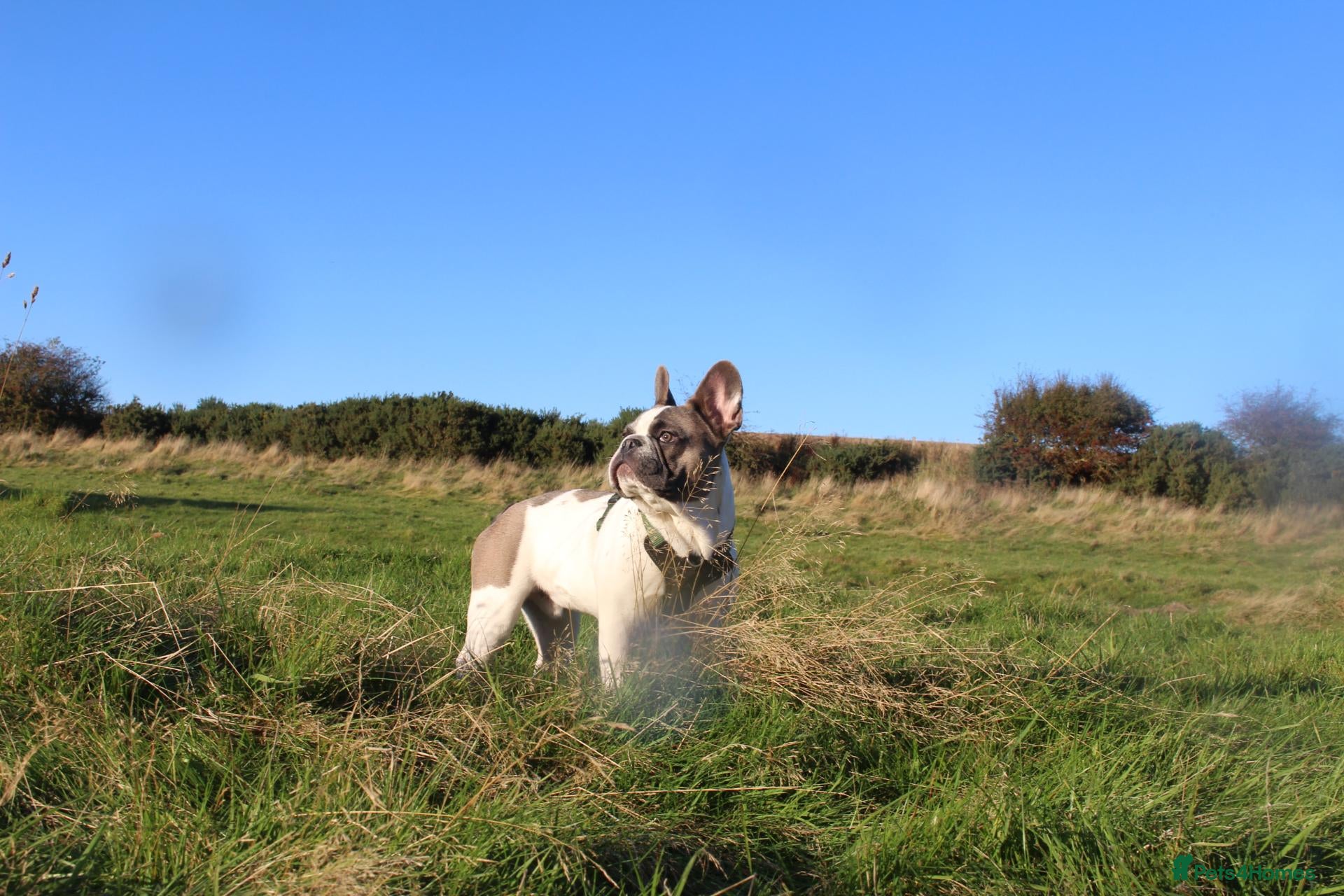 French Bulldog dogs for sale: French Bulldog - Advert 13