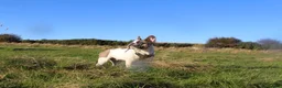 French Bulldog dogs for sale: French Bulldog - Advert 1