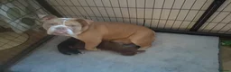 Mixed Breed dogs for sale: F1 BULLADOR PUPPIES - Advert 7