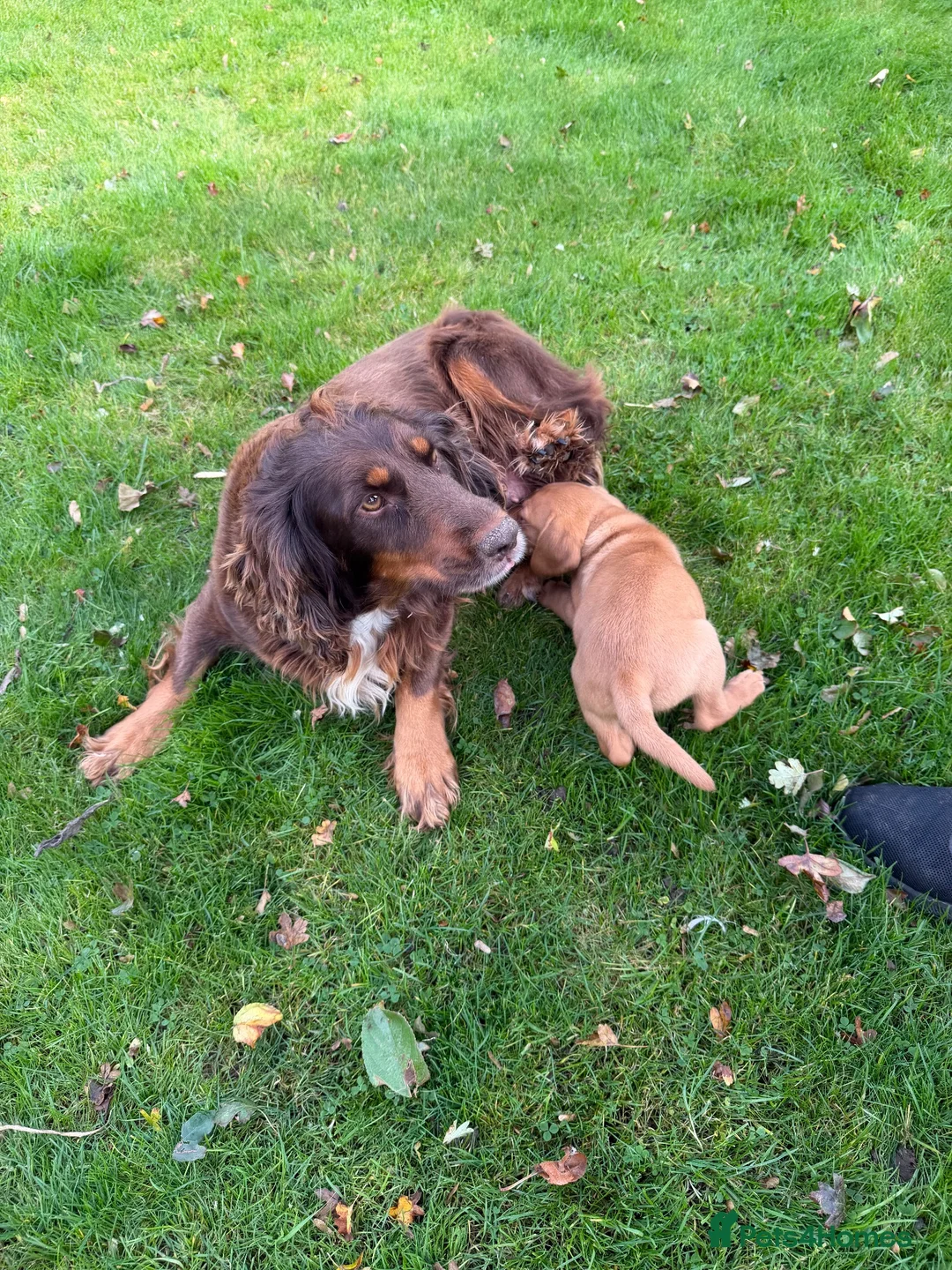 Mixed Breed dogs for sale: Beautiful Cockzler Boy  - Advert 1