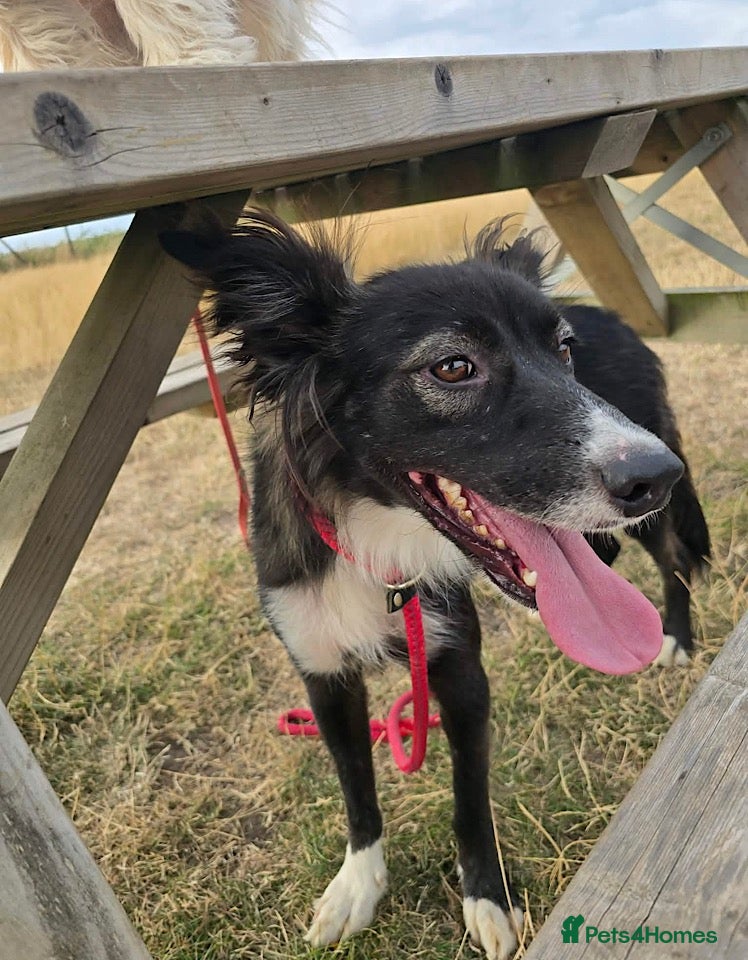Mixed Breed dogs Roxy seeks foster or adoptive home  - Advert 3