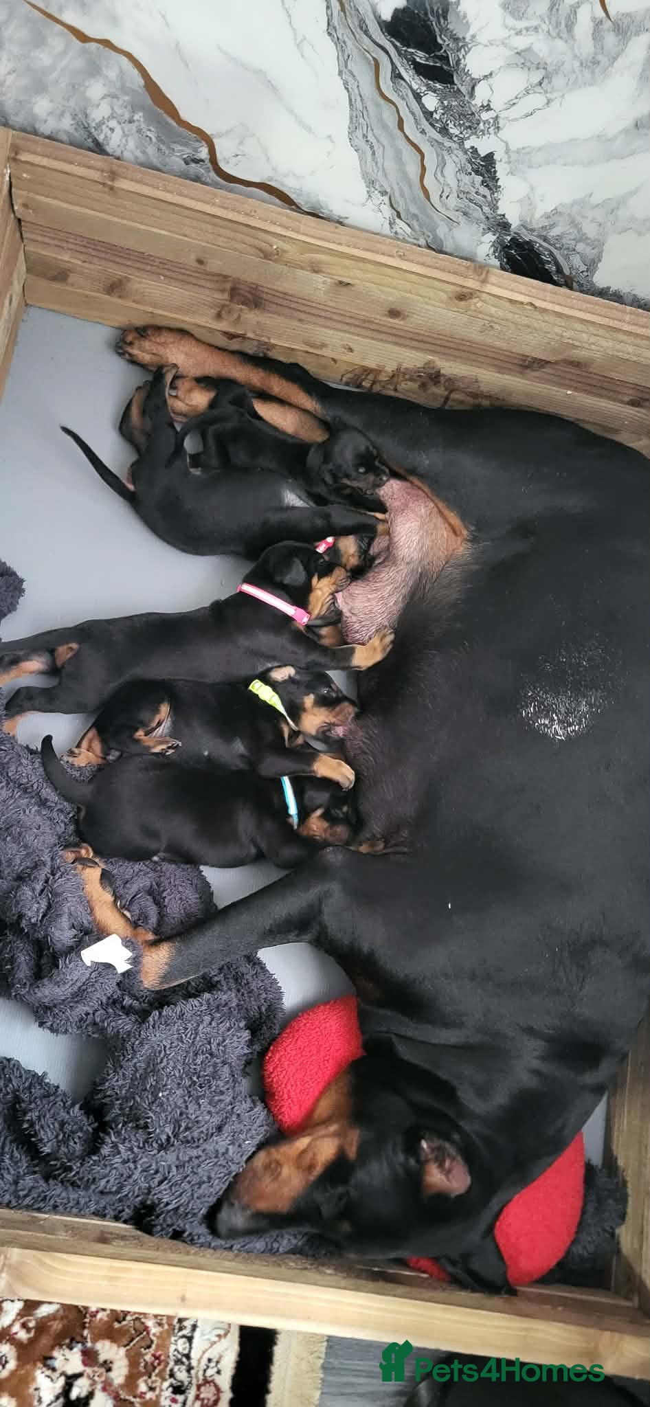 Dobermann dogs EU IMPORTED BLOODLINE DOBERMAN PUPPIES - Advert 1