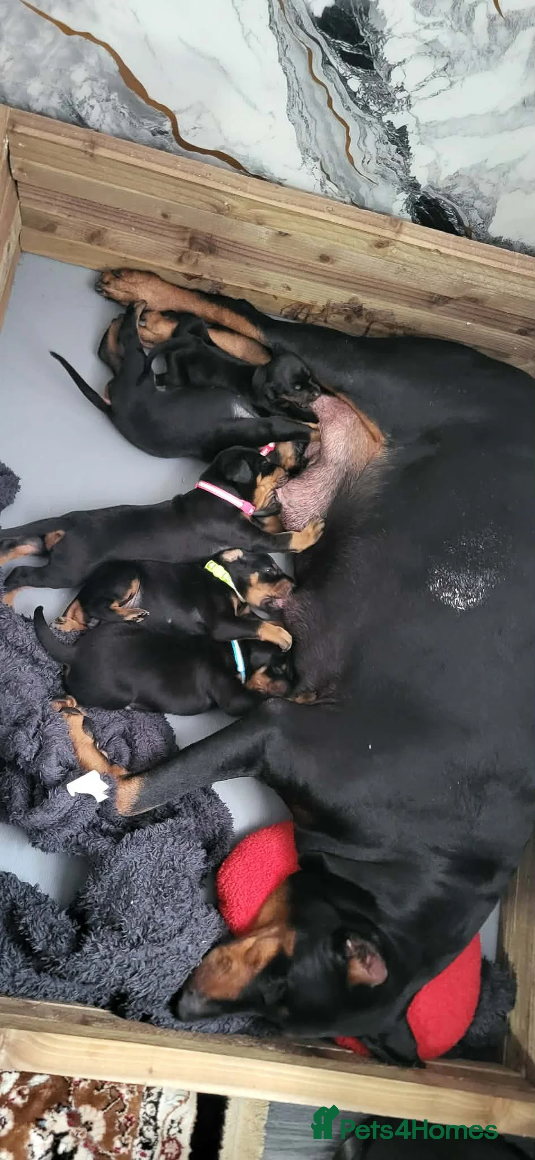 Dobermann dogs for sale: EU IMPORTED BLOODLINE DOBERMAN PUPPIES - Advert 1
