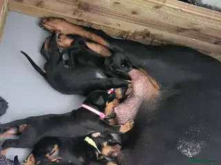 Dobermann dogs EU IMPORTED BLOODLINE DOBERMAN PUPPIES - Advert 1