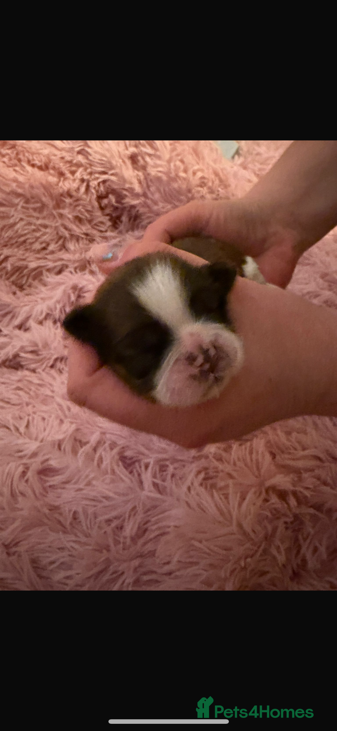 Shih Tzu dogs for sale: Shih Tzu puppies - Advert 14