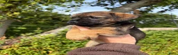 Border Terrier dogs for sale: ⭐ KC REG SLEM CLEAR BORDER TERRIER PUPPIES ⭐  - Advert 2
