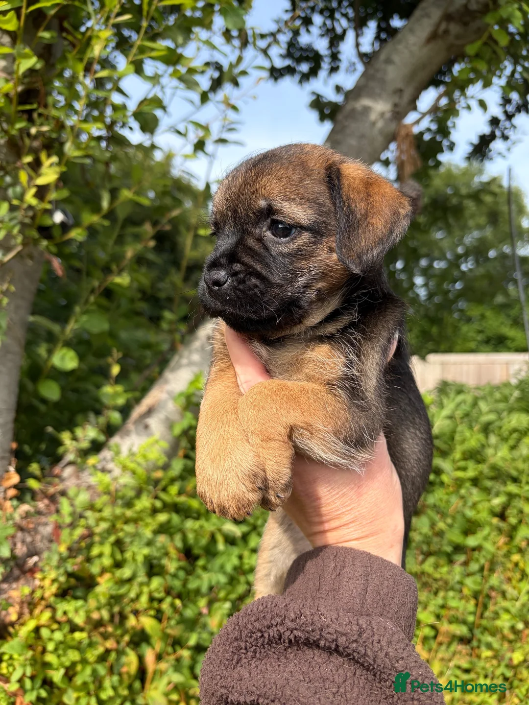 Border Terrier dogs for sale: ⭐ KC REG SLEM CLEAR BORDER TERRIER PUPPIES ⭐  - Advert 2