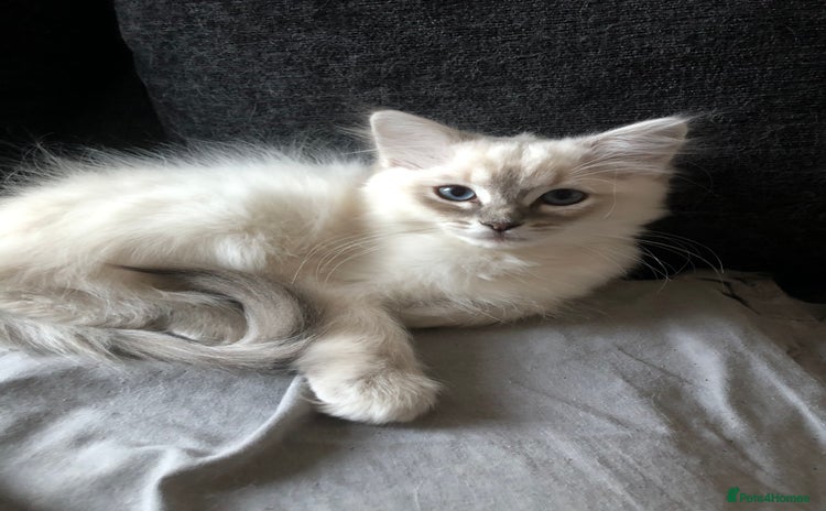 Ragdoll cats - Advert 5
