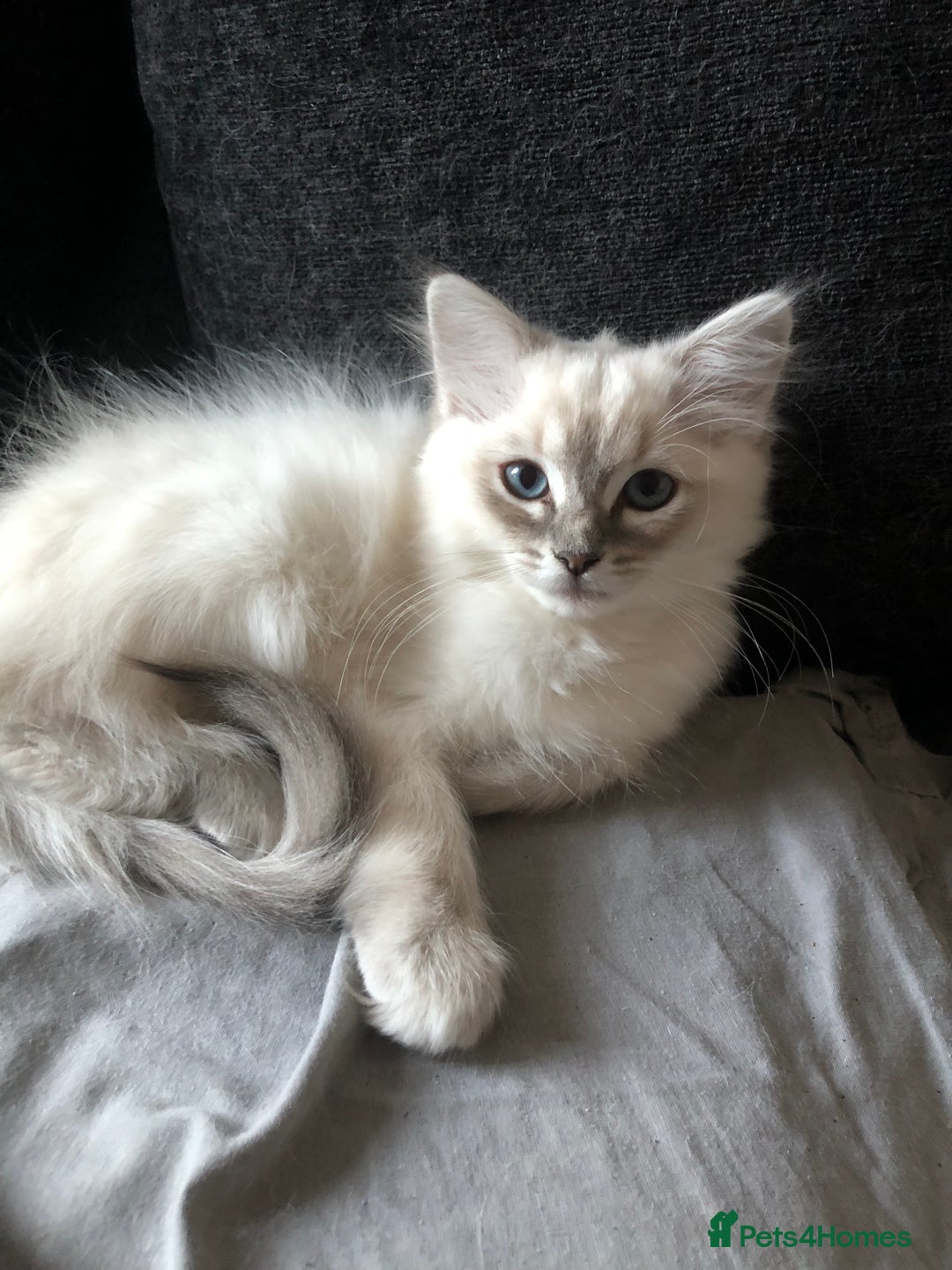 Persian Kittens Ragdoll X Kittens For Sale Ragdoll X Chinchilla