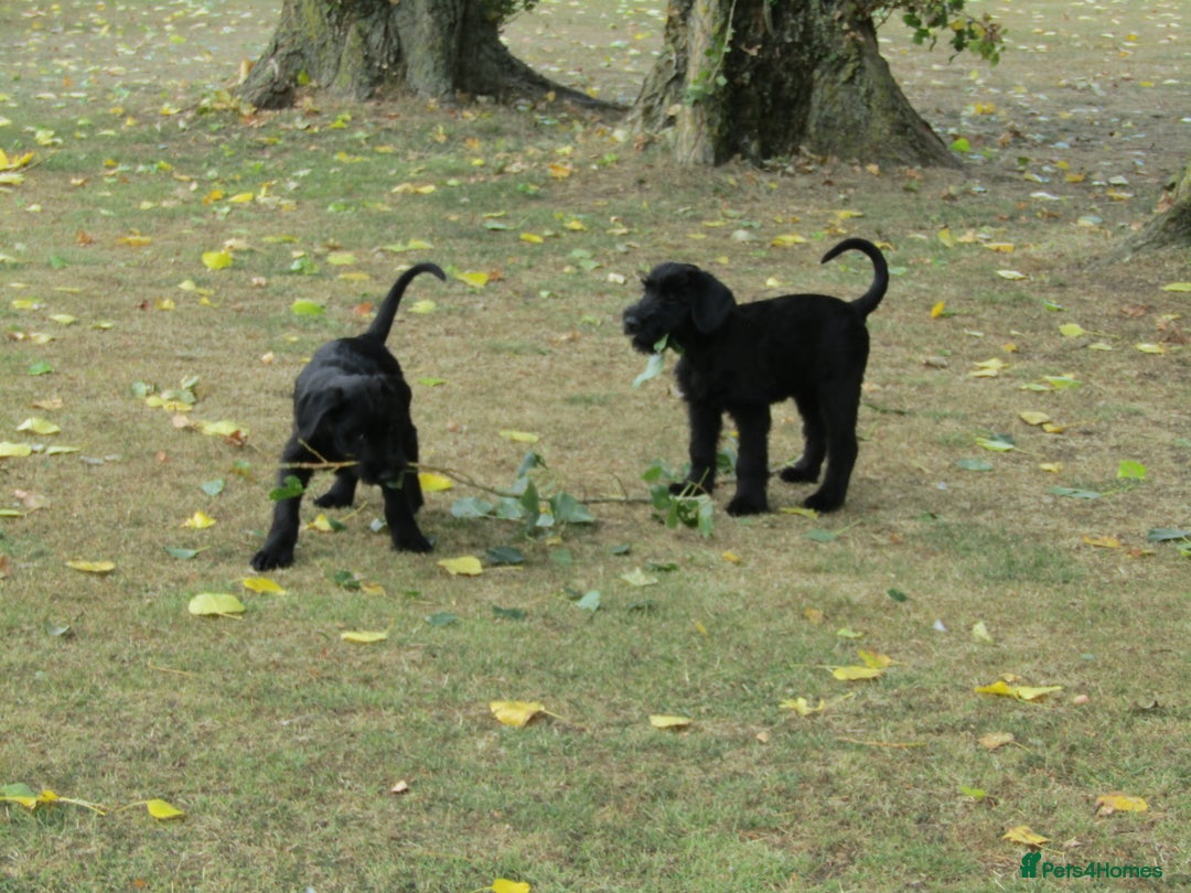 Giant Schnauzer dogs for sale: Top Quality Giant Schnauzer Pups. - Image 7