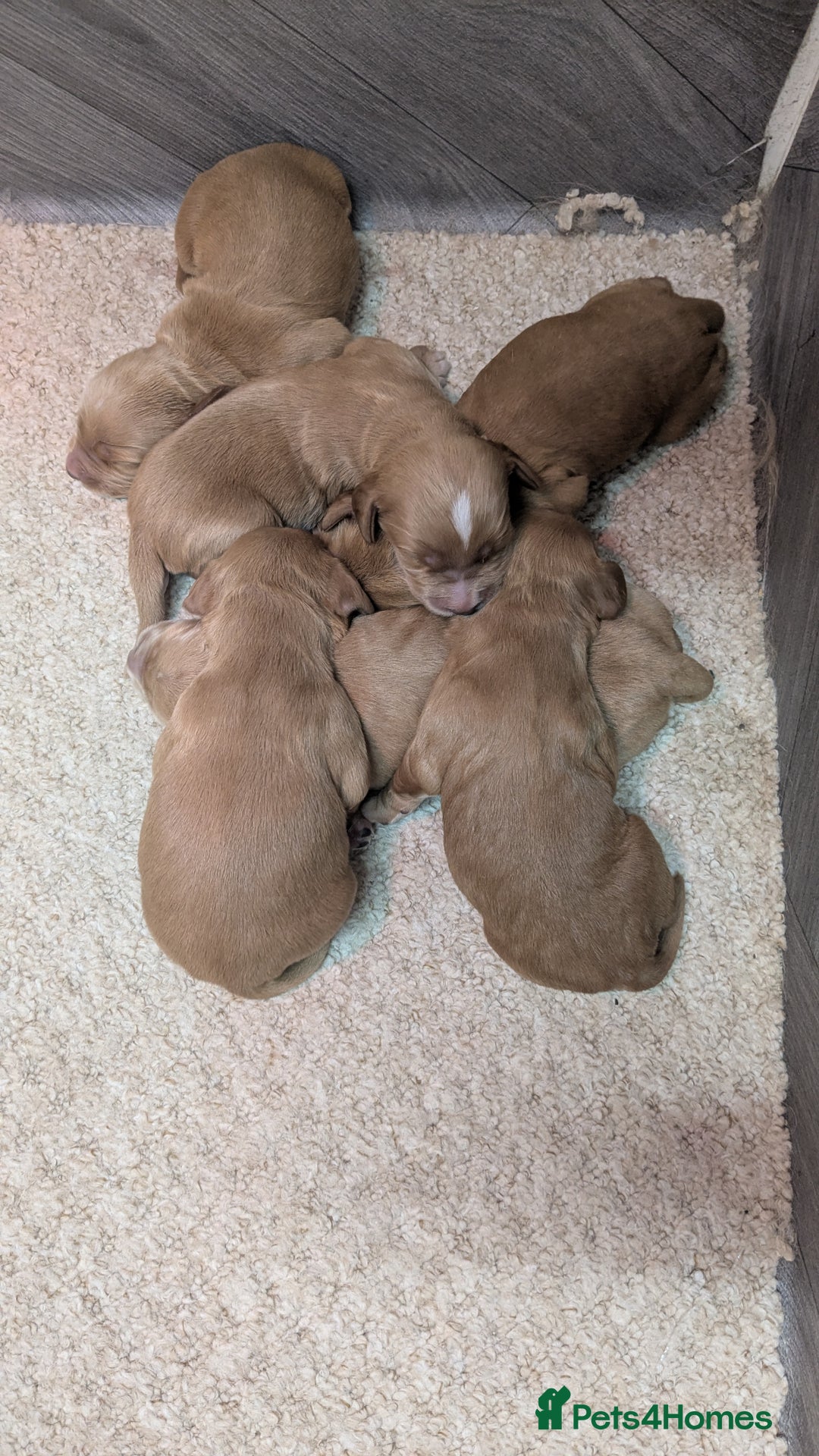 Cocker Spaniel dogs for sale: Adorable Working-Type Cocker Spaniel puppies - Advert 8