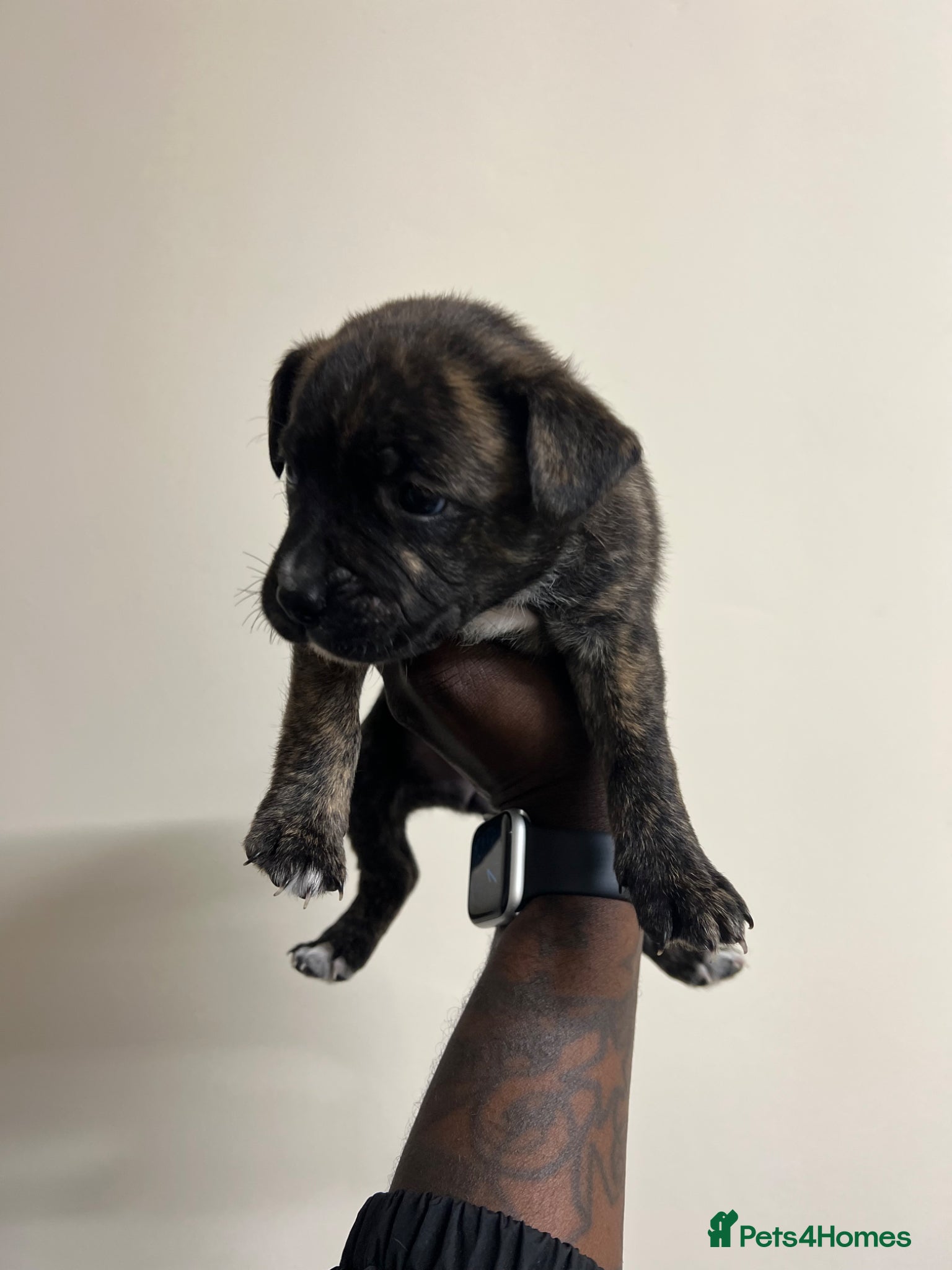 Staffy Puppy 2