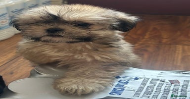 Lhasa Apso dogs - Advert 8