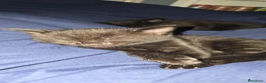 Domestic Shorthair 1