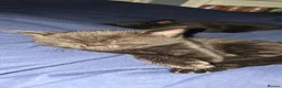 Domestic Shorthair cats for sale: 4 beautiful kittens ready for new home  - Advert 11