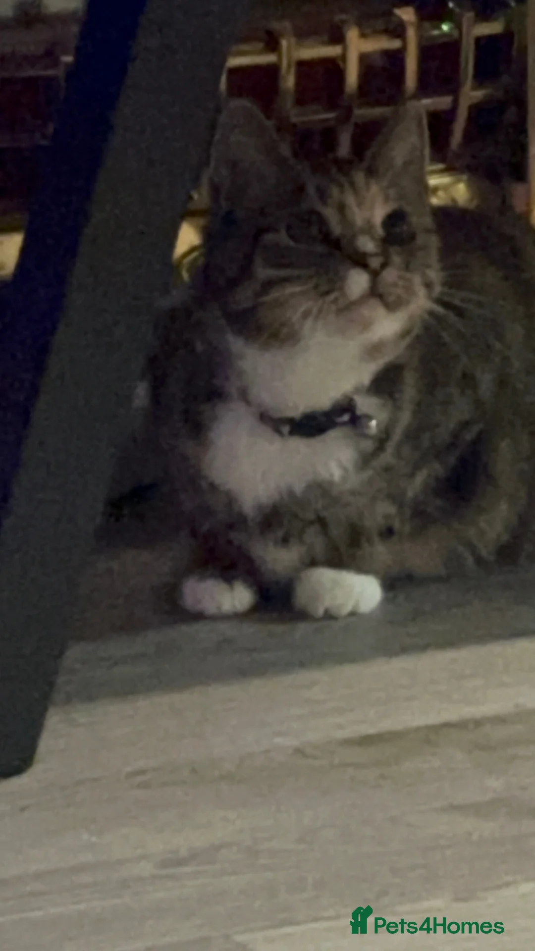 Mixed Breed cats for sale: Mixed breed cat  in Walsall - Advert 4