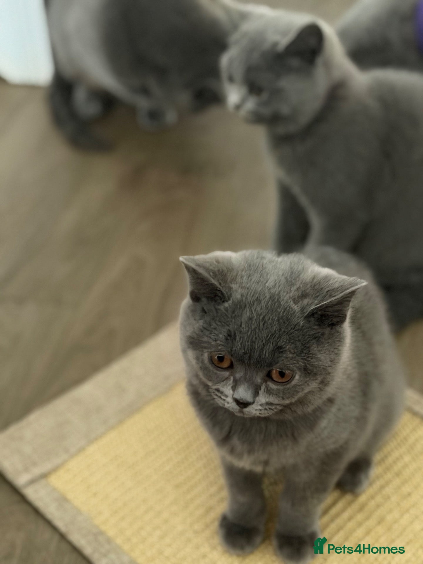 British Shorthair cats British shorthair kittens active reduced  - Advert 1