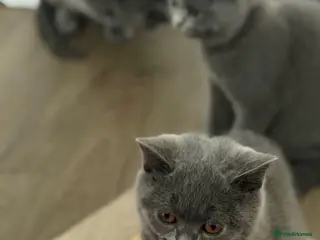 British Shorthair cats British shorthair kittens active reduced - Advert 1