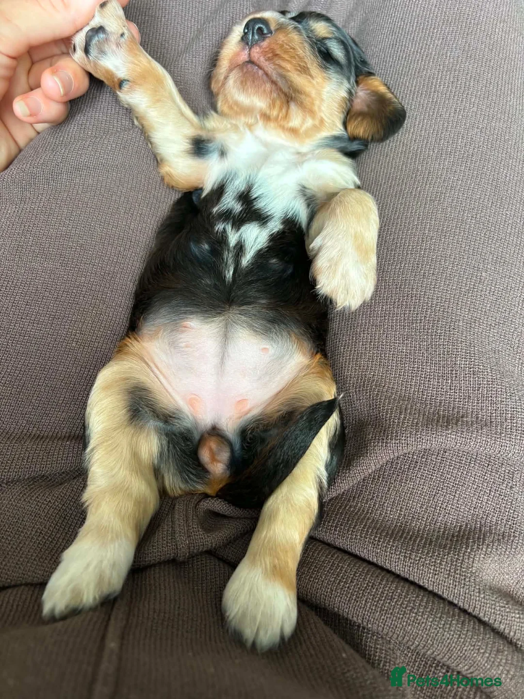Cocker Spaniel dogs for sale: ✨ONE GIRL health tested KC show type babies✨ - Advert 39