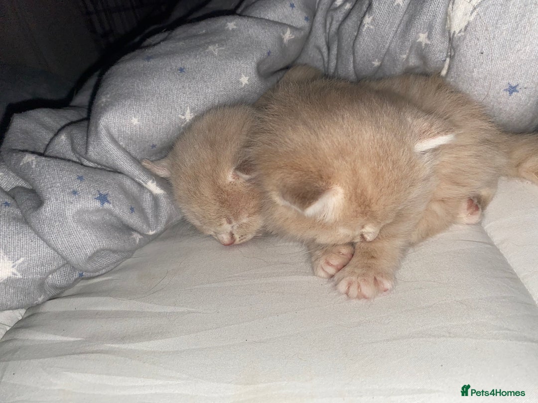 Mixed Breed cats for sale: 5 beautiful kittens  - Image 11