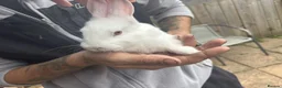 Rex rabbits for sale: Beautiful albino Rex  - Advert 18