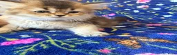 Scottish Fold cats for sale: Beautiful Scottish Fold kittens - Advert 19