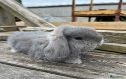French Lop rabbits for sale: Pure breed French lop bucks  - Image 5