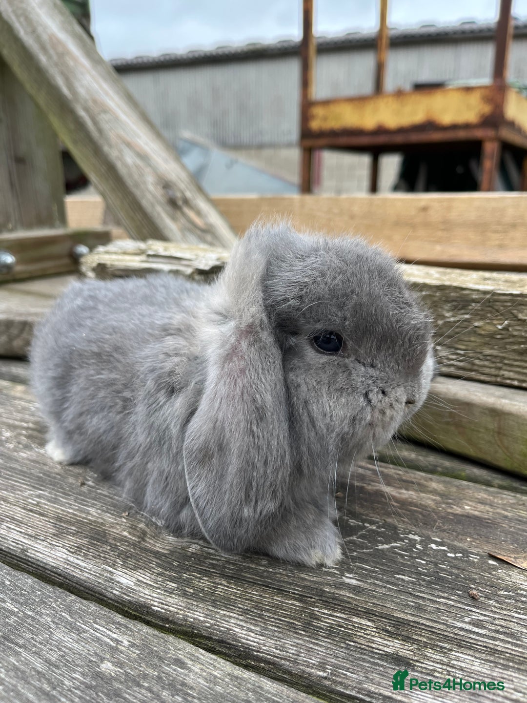 French Lop rabbits for sale: Pure breed French lop bucks  - Image 5