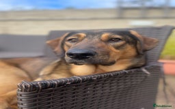 Mixed Breed dogs for sale: Belgian Malinois / Turkish Kangal / Cane Corso - Image 11