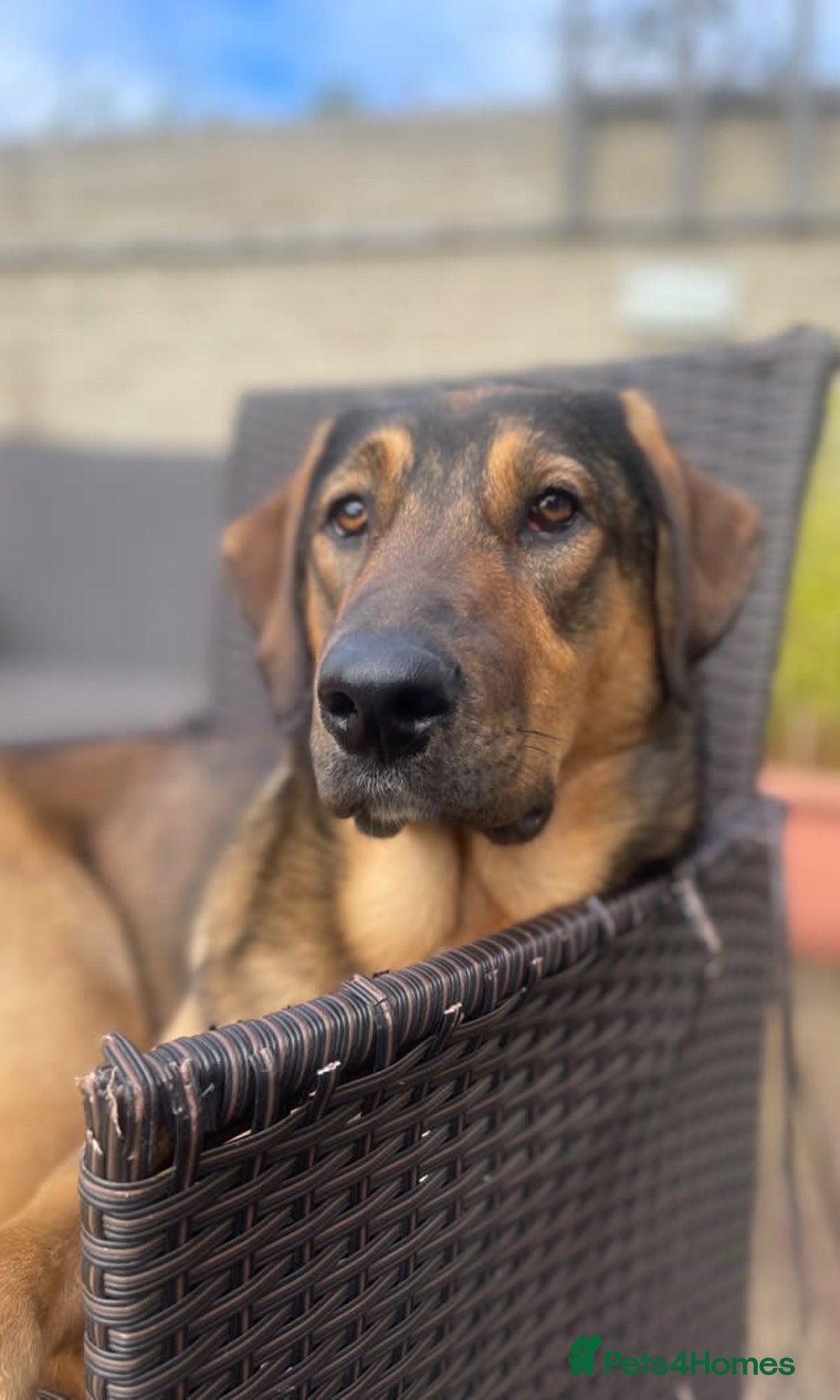 Mixed Breed dogs for sale: Belgian Malinois / Turkish Kangal / Cane Corso - Image 11