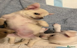Chihuahua dogs for sale: Chilhuahua puppies  - Image 13