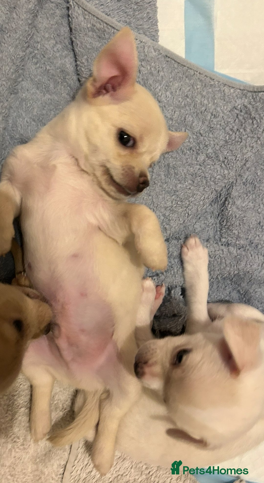 Chihuahua dogs for sale: Chilhuahua puppies  - Image 13