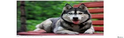 Pomsky dogs for stud: Pomsky for STUD Beautiful Husky markings in Sittingbourne - Advert 9