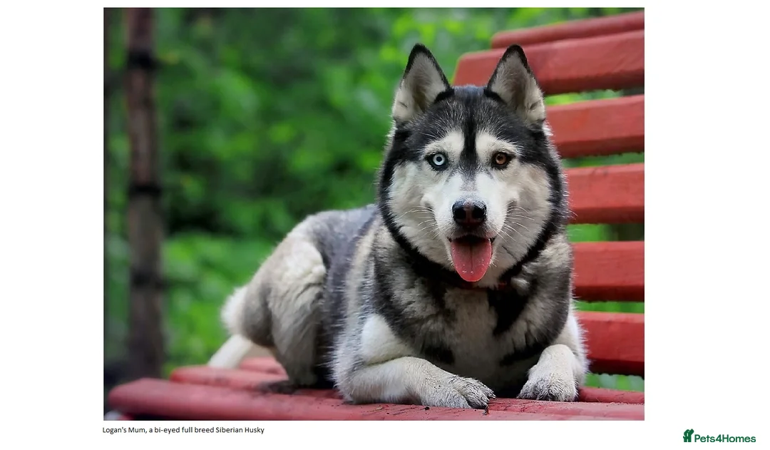 Pomsky dogs for stud: Pomsky for STUD Beautiful Husky markings in Sittingbourne - Advert 9