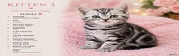 Mixed Breed cats for sale: Beautiful Silver Tabby Kittens, Ready 17th July  - Advert 4