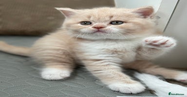 British Shorthair cats - Advert 2