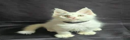 Maine Coon cats for sale: Ready now-Tica Maine Coon Kittens  - Advert 9