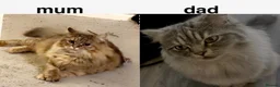 Perdoll cats for sale: beautiful fluffy persian cross ragdoll kittens - Advert 40
