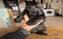 Cocker Spaniel dogs for sale: Show quality pups available  - Image 18