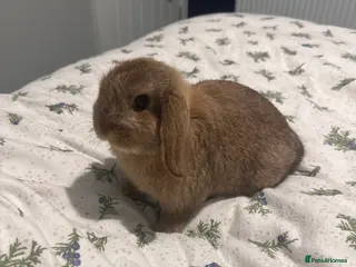 Mini Lop rabbits 10 week old mini lop male - Advert 1